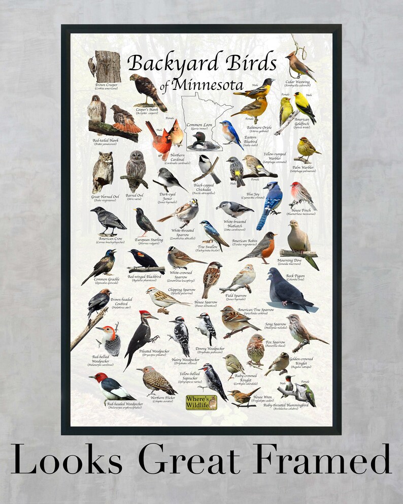 Backyard Birds of Minnesota Bird Identification Poster / Bird Field ...