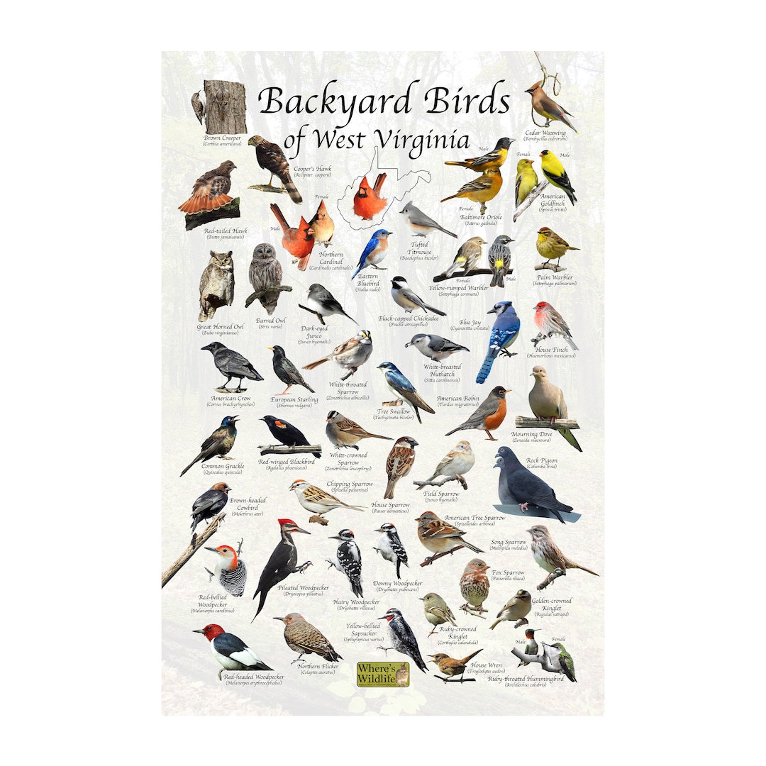 Backyard Birds of West Virginia Bird Identification Poster / Bird Field