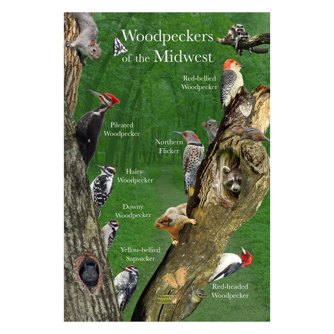 Woodpeckers of the Midwest Fun and Educational Bird Poster Providing