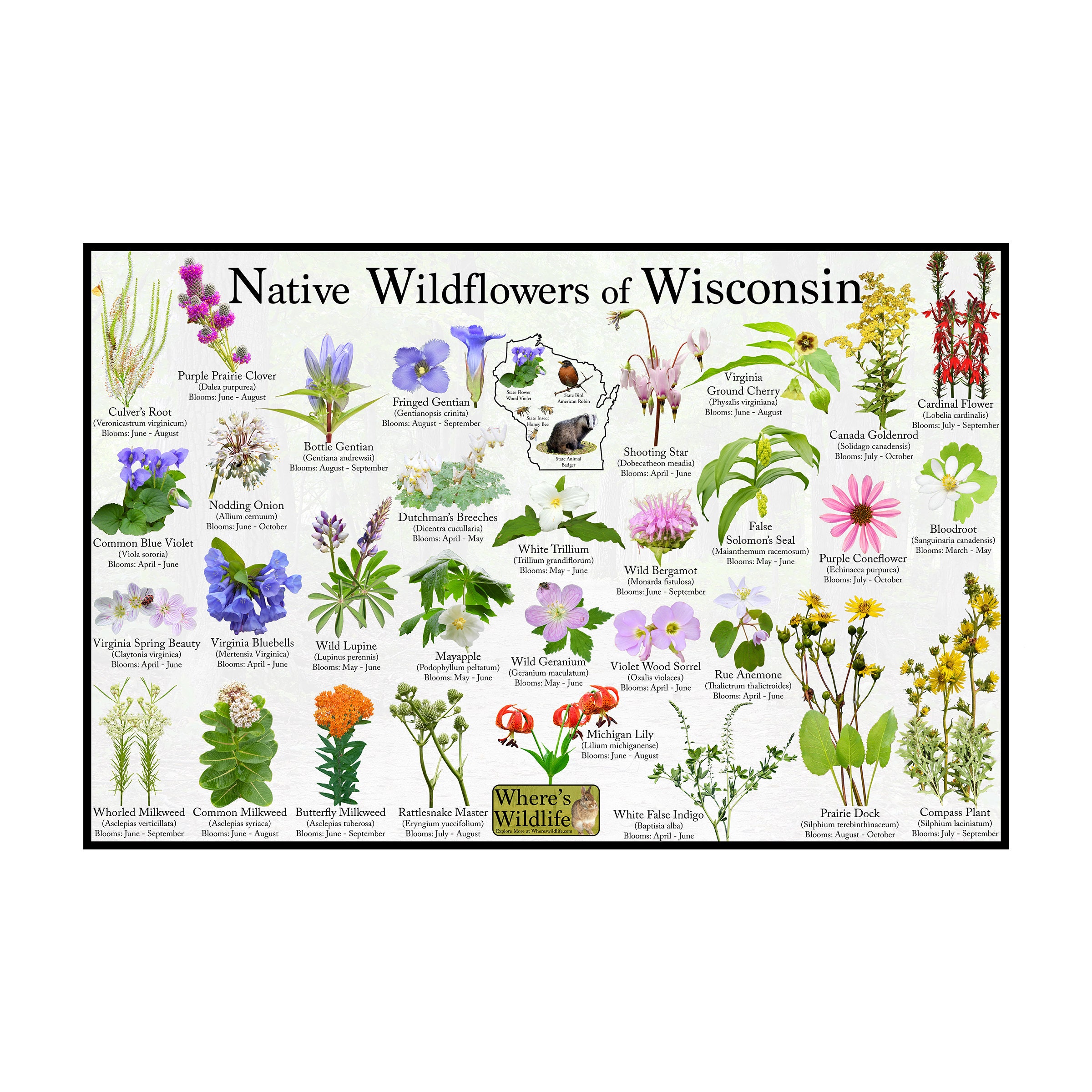 Native Wildflowers of Wisconsin / State Flower Field Guide Etsy