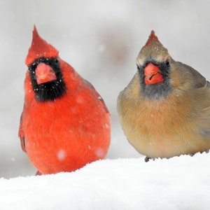 Casal de pássaros cardeais do norte Download digital instantâneo / Imagem de parede de foto de natureza colorida divertida para decoração de casa Download de imagem de pássaro