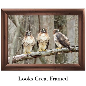 Red-tailed Hawk Perched on a Branch Nature Picture Print image 6