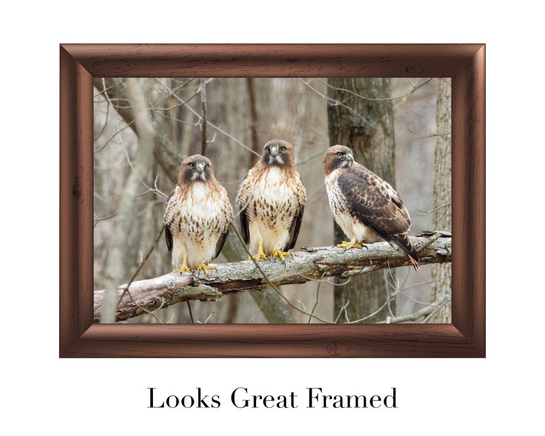 Red-tailed Hawk Perched on a Branch Nature Picture Print image 6