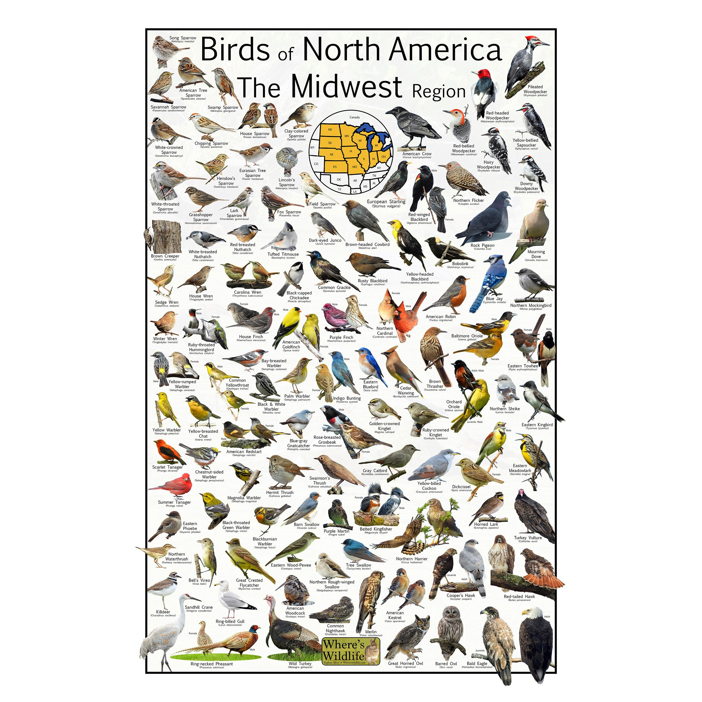Birds of North America The Midwest Region - Provide 111 Bird Identifications - Bird Watching Poster Guide - Nature Science Education Chart