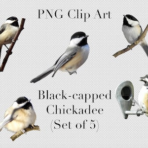 Schwarz-capped Chickadee Vogel Set von 5 PNG Clipart mit transparentem Hintergrund Photoshop Overlays. Werbung, Banner, Bildung, Marketing