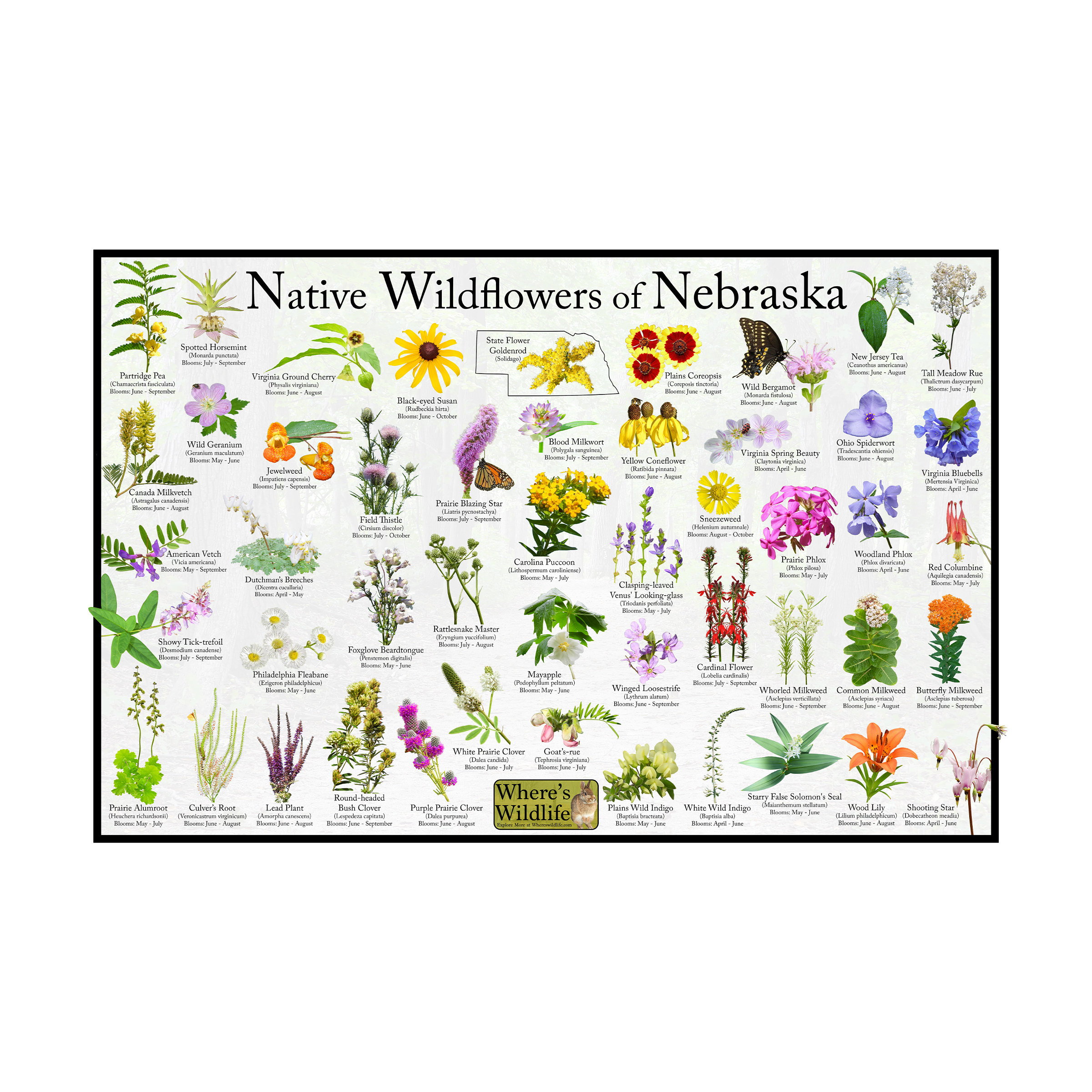 Native Wildflowers of Nebraska / State Flower Field Guide Poster