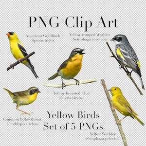 Yellow Birds and Warbler Bird Clip Art (Set of 5 Images) PNG Clipart with transparent background Photoshop Overlays / Colorful Yellow Birds