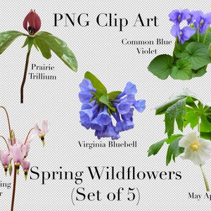 Spring Wildflowers of North America (5er Set) PNG Clipart mit transparentem Hintergrund Photoshop Overlays für Werbung, Bildung, Schule