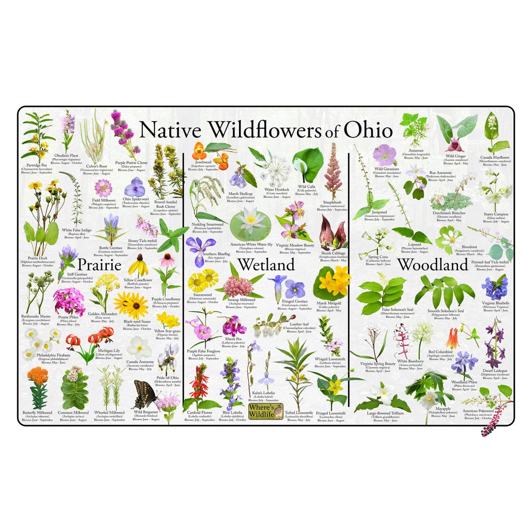 Native Wildflowers of Ohio Flower Identification Poster Divided Into