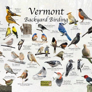 Birds of Vermont Backyard Birding Identification Picture Print / Great Field Guide to Common State Birds / Bird watching / Nature Poster