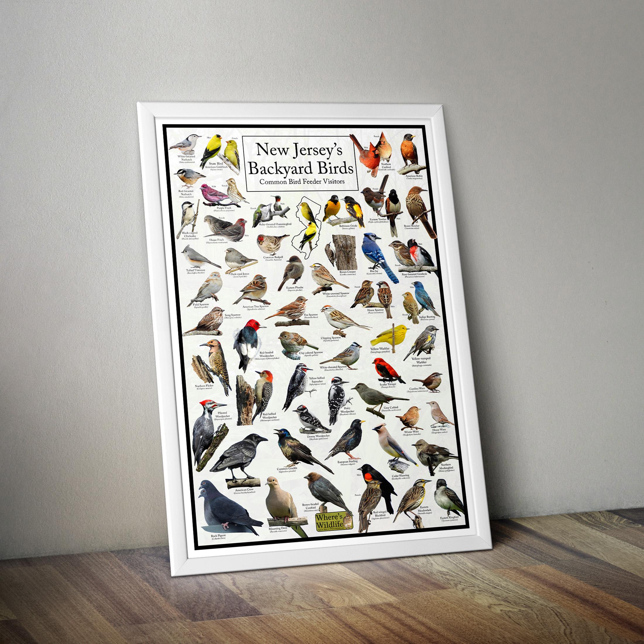 雑誌BIRD☆全8号セット New Jersey's Backyard Birds Poster - New Jersey Bird Watching