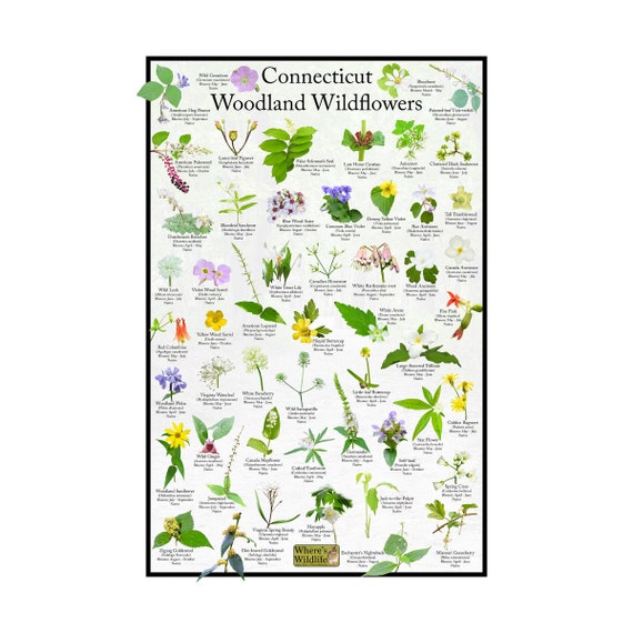 Connecticut Woodland Wildflower Poster / Native State Flower