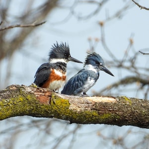 Belted Kingfisher Bird Couple Instant Digital Download / Fun Colorful Nature Photo Picture Wall Art for Home Decor Bird Picture Download