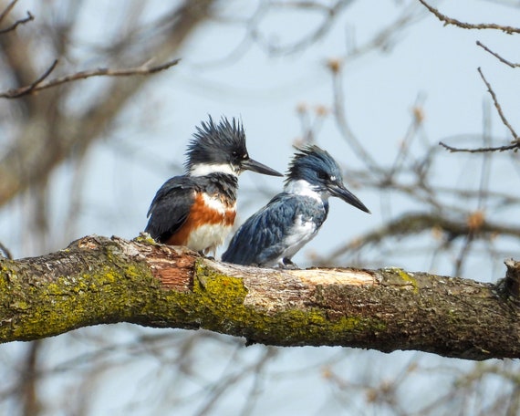 Belted Kingfisher Bird Couple Instant Digital Download / Fun