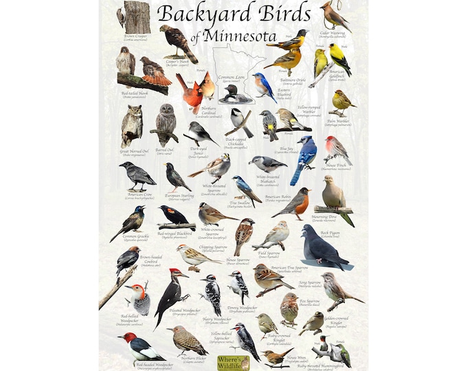 Backyard Birds of Minnesota Bird Identification Poster / Bird Field Guide / Bird Watching Nature Poster