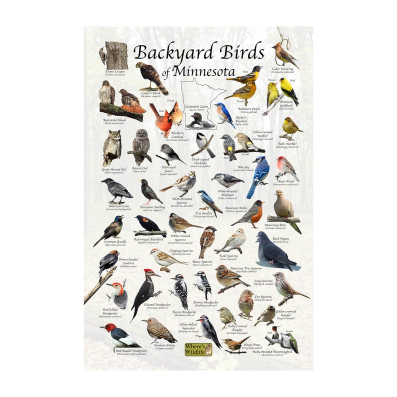 Backyard Birds of Minnesota Bird Identification Poster / Bird - Etsy