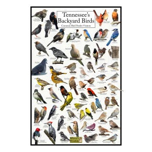 May include: A colorful poster featuring illustrations of various birds commonly found in Tennessee backyards. The poster is titled "Tennessee's Backyard Birds: Common Bird Feeder Visitors" and includes the logo "Where's Wildlife".