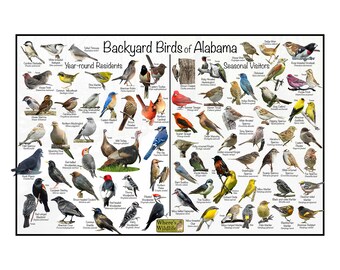 May include: A poster titled "Backyard Birds of Alabama" features illustrations of various bird species. The poster is divided into sections for year-round residents and seasonal visitors, with the text "Where's Wildlife" at the bottom.