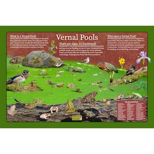 Cartel educativo de la naturaleza de Vernal Pools / Cartel divertido de la fauna de los niños