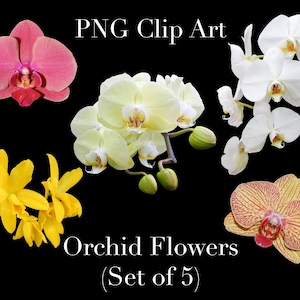 Orchidee Blumen Clip Art (5er Set) PNG Clipart mit transparentem Hintergrund Photoshop Overlays für Einladungen, Werbung, Scrapbooking, etc