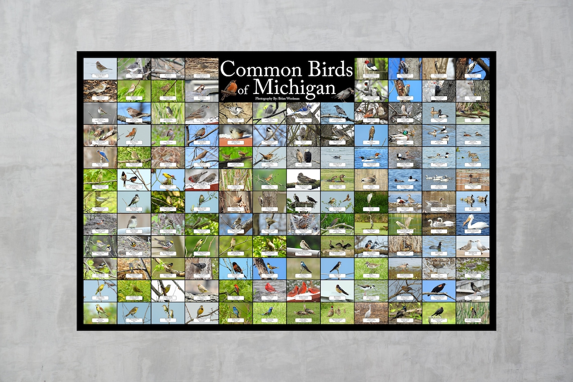 Common Birds of Michigan Nature Collage Bird Poster / Contains 136 ...