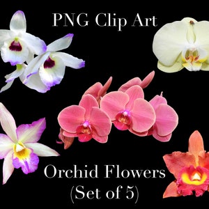 Orchidee Blumen Clip Art (5er Set) PNG Clipart mit transparentem Hintergrund Photoshop Overlays für Einladungen, Werbung, Scrapbooking, etc