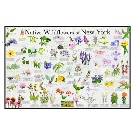 Native Wildflowers of New York / State Flower Field Guide Providing Picture  Identification / Flower ID Poster / Prairie & Woodland Flowers 