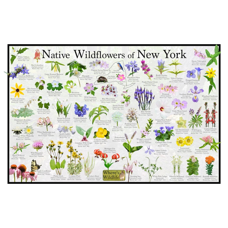 native-wildflowers-of-new-york-state-flower-field-guide-etsy