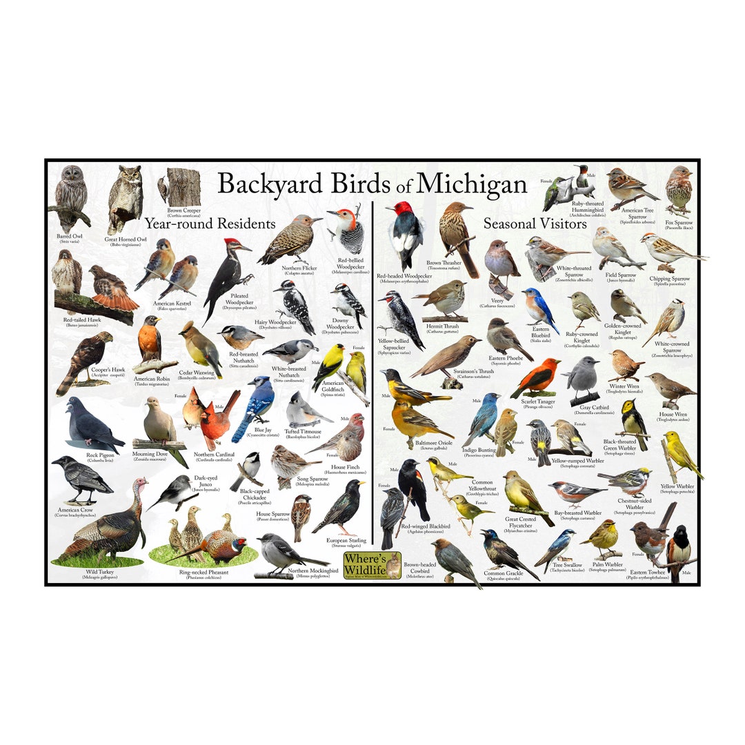Backyard Birds of Michigan Bird Identification Poster Divided Into Year