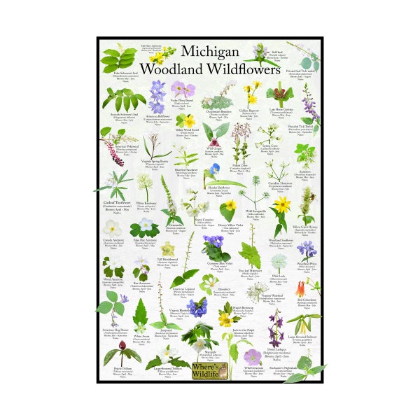 Michigan Woodland Wildflower Poster Print / Flower Identification Field Guide / Fournit une image d'identité pour 55 fleurs de la forêt et des bois