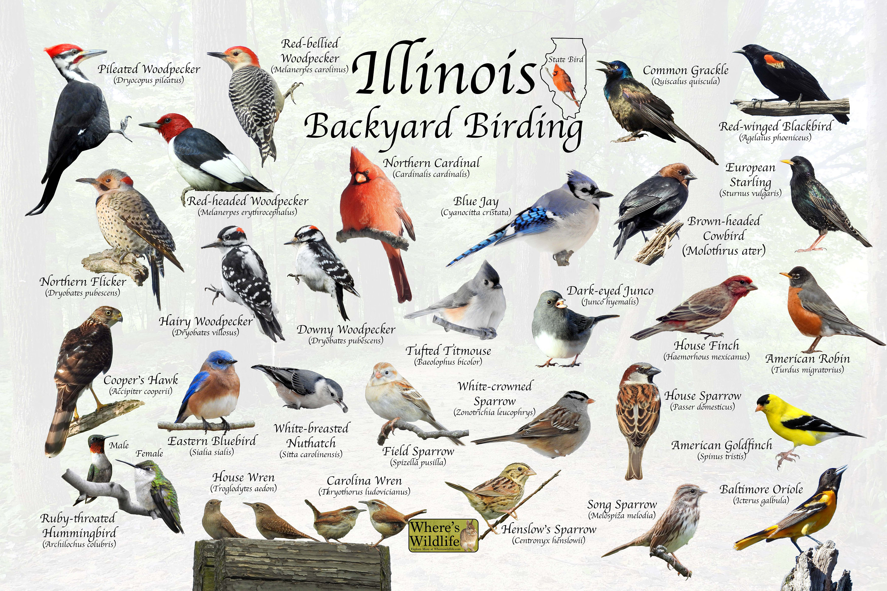Birds of Illinois Backyard Birding Identification Picture Etsy
