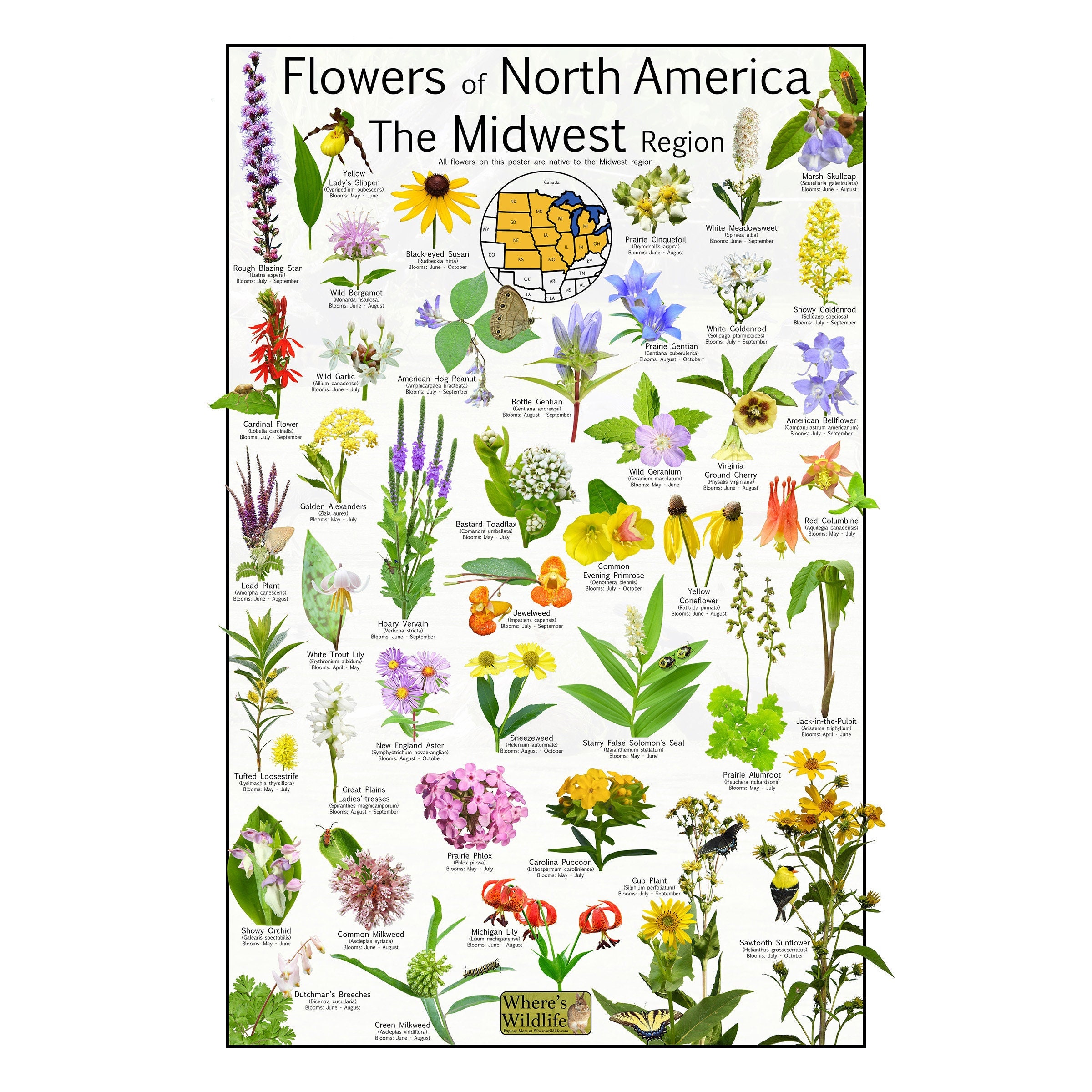 Flowers of North America The Midwest Region - Native Wildflower Education Science Chart - Flower Identification Poster