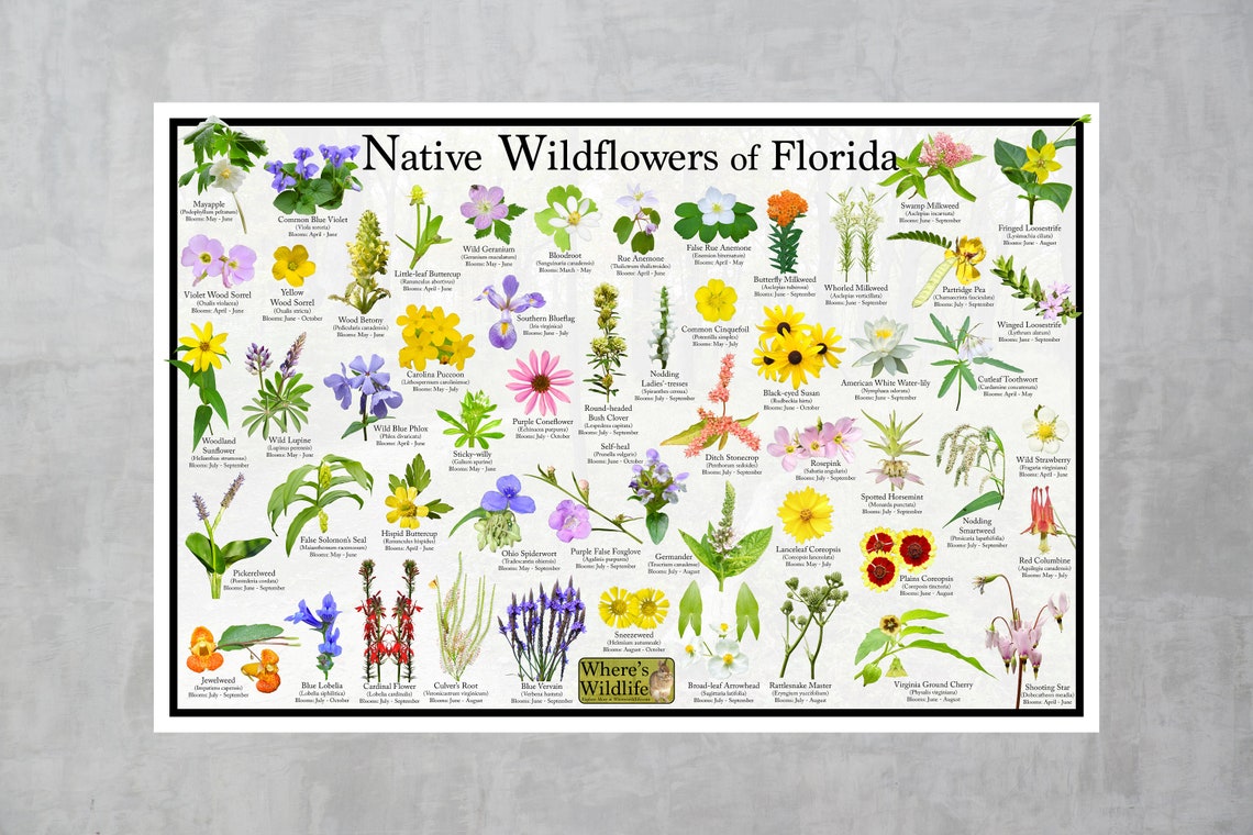 Native Wildflowers of Florida / State Flower Field Guide Etsy