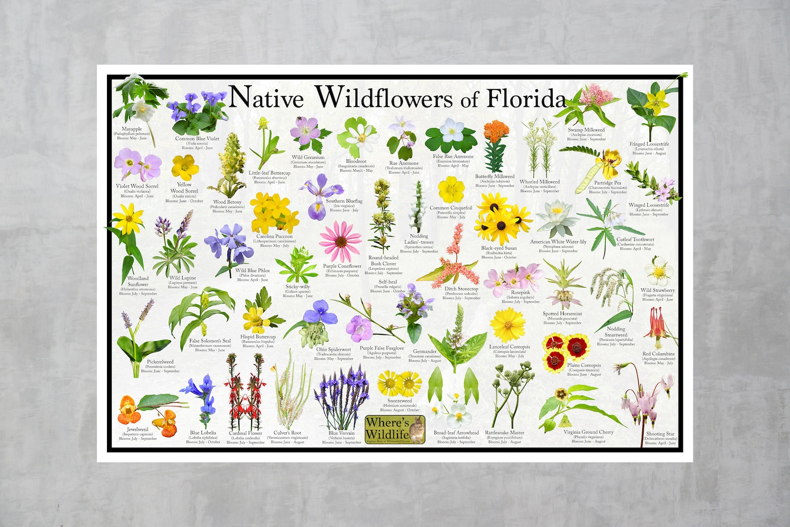 Native Wildflowers of Florida / State Flower Field Guide Poster Provide