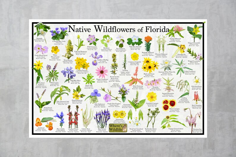 Native Wildflowers of Florida / State Flower Field Guide Etsy