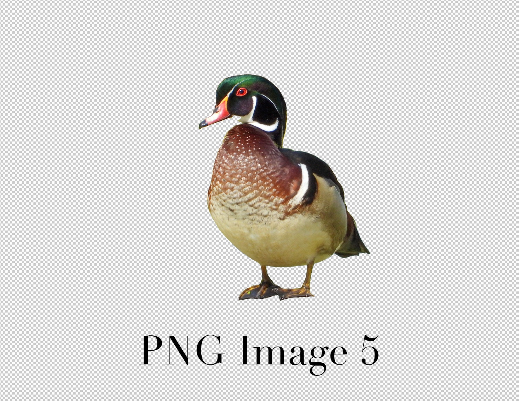 Wood Duck set of 5 PNG Clipart With Transparent Background Etsy