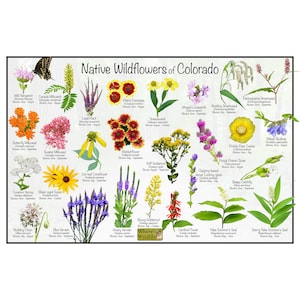 Native Wildflowers of Colorado / State Flower Field Guide Poster Providing Picture Identification, Name, and Bloom Time / Flower ID Poster