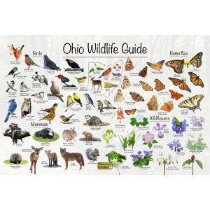 Guía de vida silvestre de Ohio / Identificación estatal de aves, mamíferos, flores silvestres y mariposas / Póster educativo divertido sobre la naturaleza