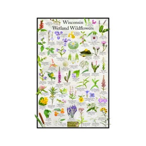 Póster de identificación de flores de flores silvestres de humedales de Wisconsin / Proporciona identificación con imagen, nombre, tiempo de floración y estado nativo / Pósteres educativos