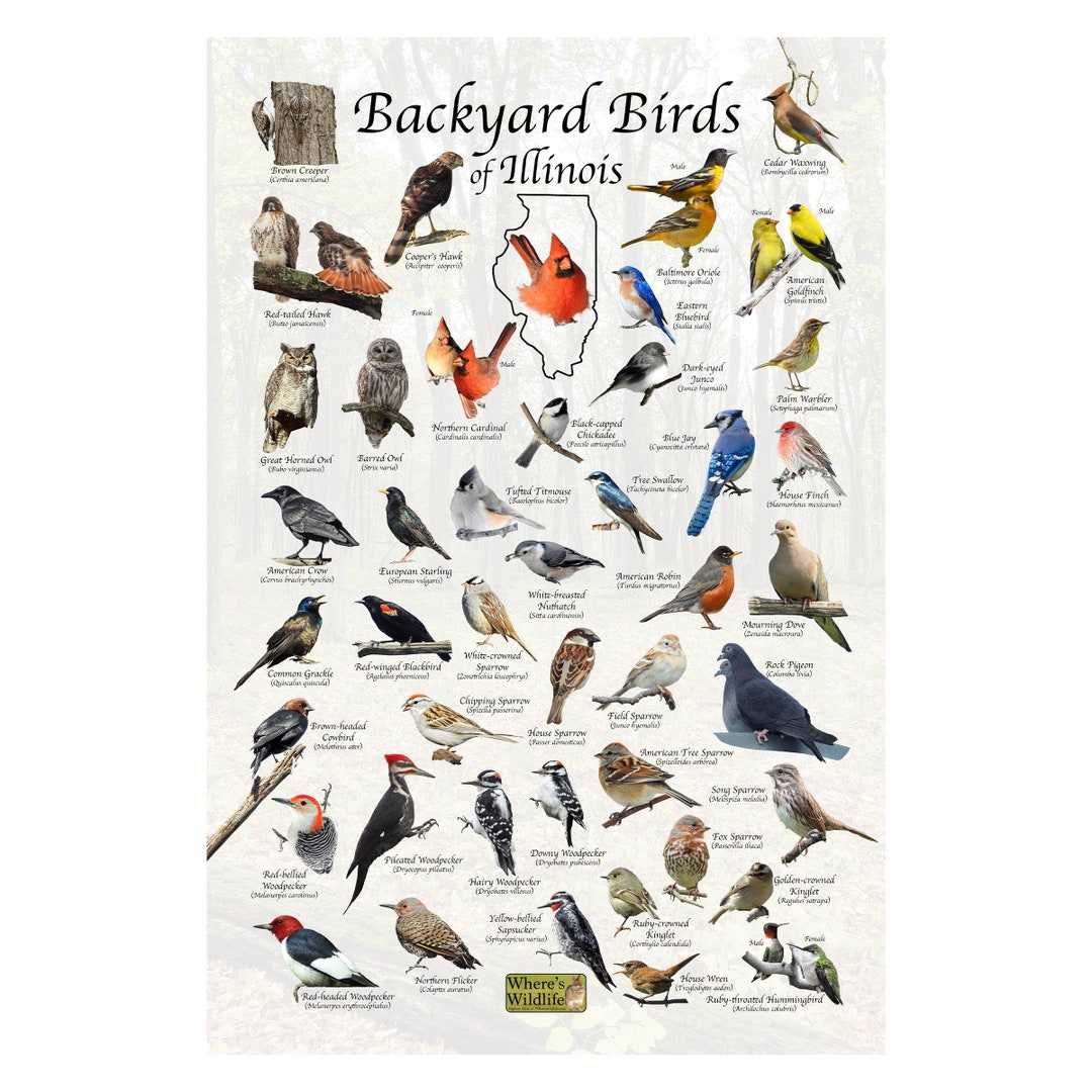 Backyard Birds of Illinois Bird Identification Poster / Bird Field