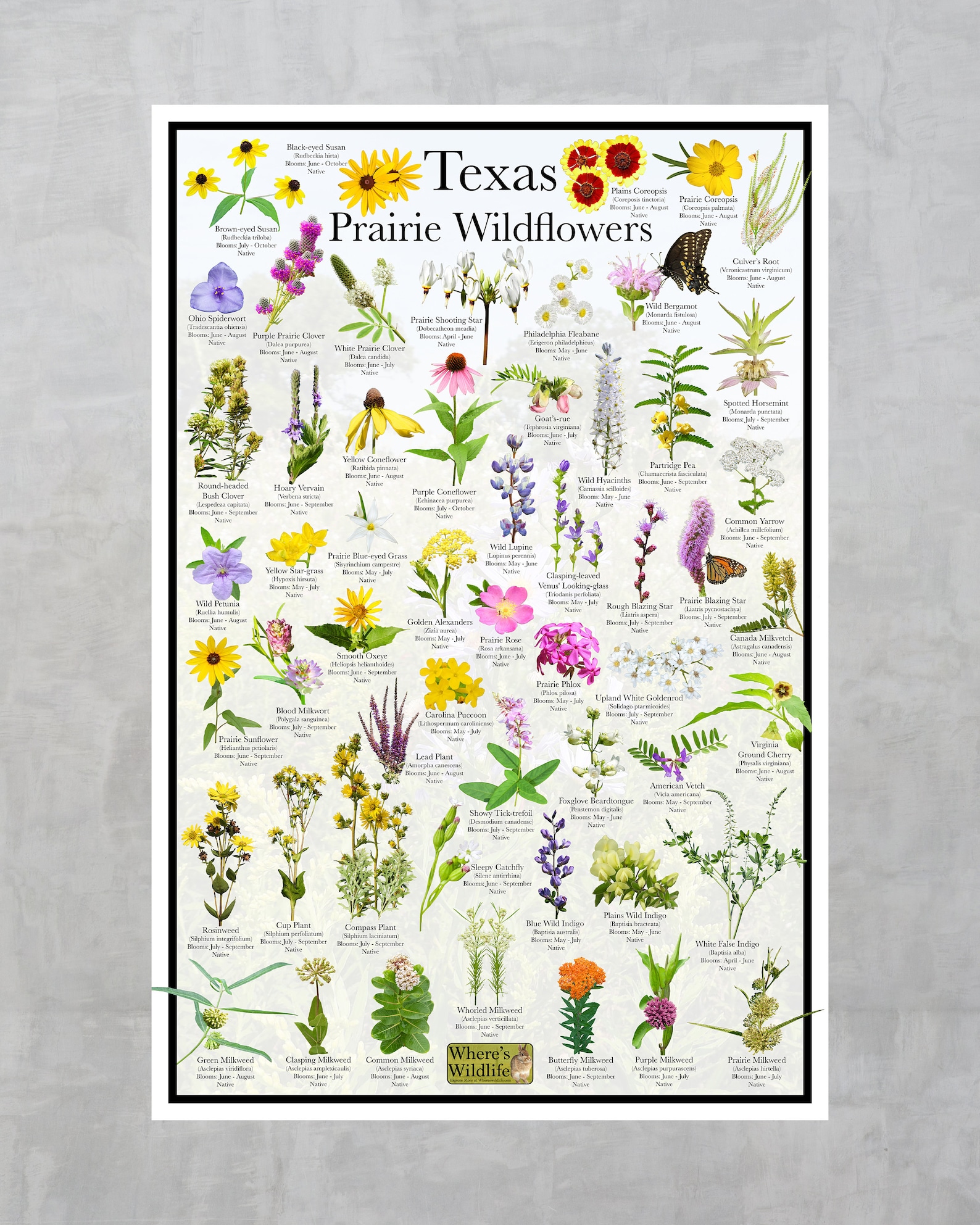 Texas Prairie Wildflower Poster / Native State Flower Guide Providing ...