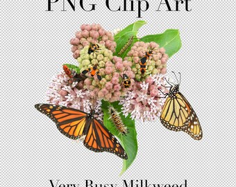 Common Milkweed and Milkweed Insects Clip Art PNG Clipart with transparent background Photoshop Overlays for Advertising Education School