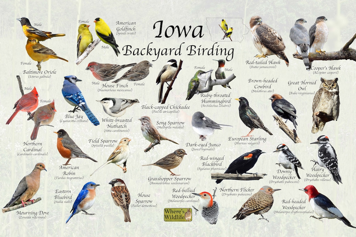 Birds of Iowa Backyard Birding Identification Picture Print / - Etsy