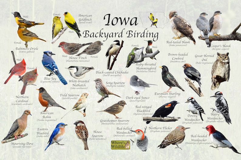Birds of Iowa Backyard Birding Identification Picture Print / - Etsy