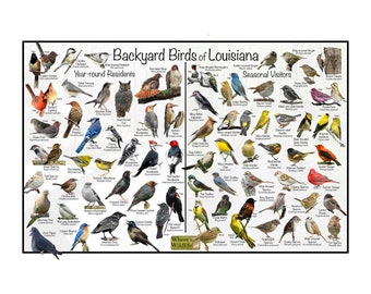 Backyard Birds of Nebraska Bird Identification Poster Divided by Year ...