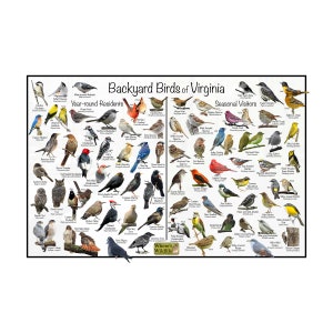Backyard Birds of Virginia Bird Identification Poster Divided into Year-round Residents & Seasonal Visitors / Birdwatching Nature Guide