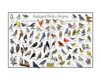 Backyard Birds of Virginia Bird Identification Poster Divided into Year-round Residents & Seasonal Visitors / Birdwatching Nature Guide