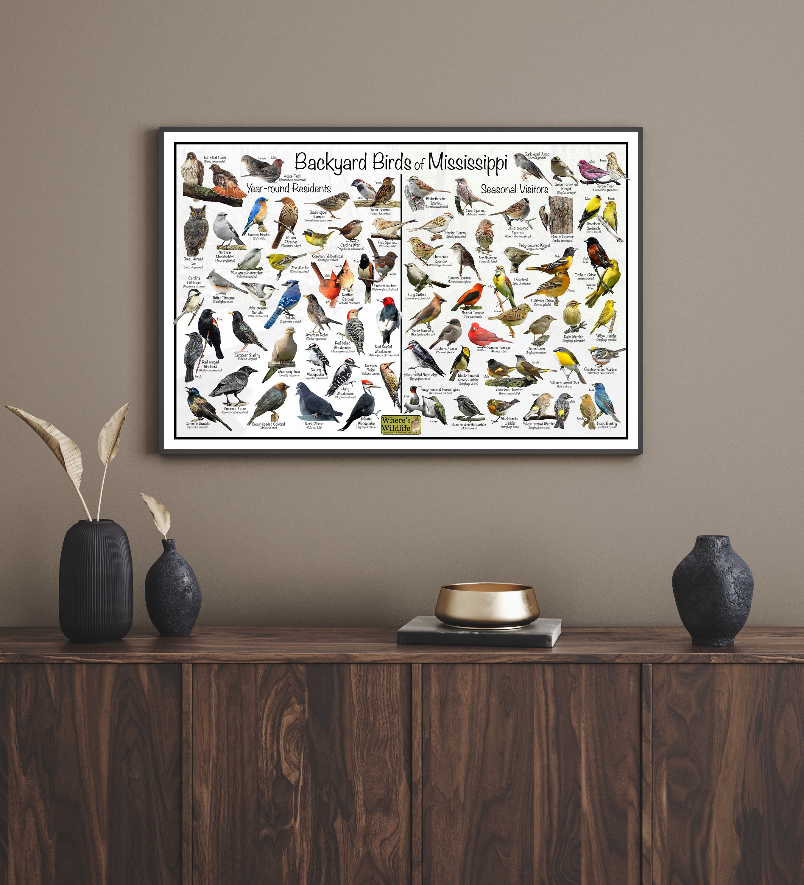 Backyard Birds of Mississippi Bird Identification Poster Divided Into ...