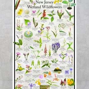 New Jersey Wetland Wildflower Poster / State Flower Guide Providing ...