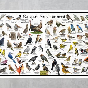 Backyard Birds of Vermont Bird Identification Poster Divided Into Year ...